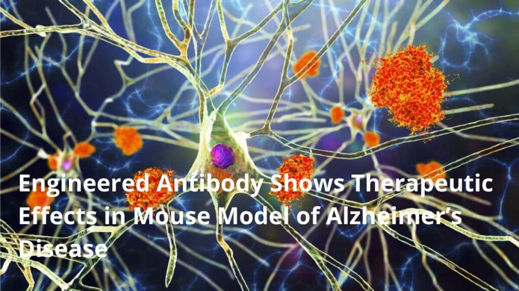 therapeutic effects in mice with Alzheimer’s disease, New antibody shows therapeutic effects in mice with Alzheimer’s disease
