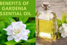 Gardenia Essential Oil, Benefits of Gardenia Essential Oil