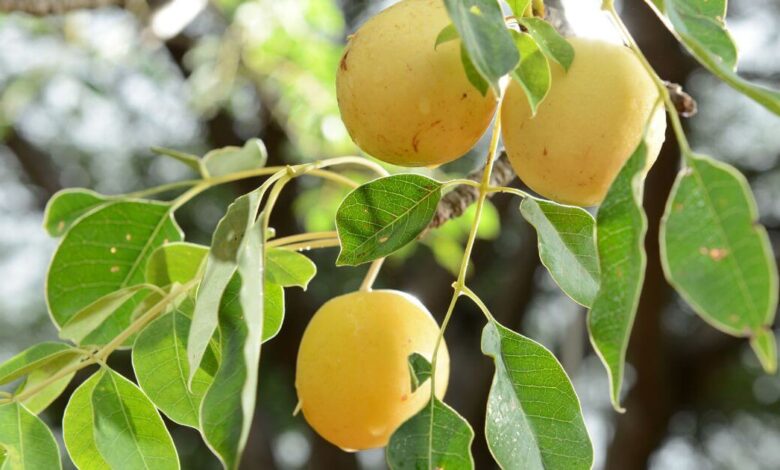 Marula Fruit