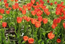 tulipa gesneriana, didier's tulip, scientific name for a tulip