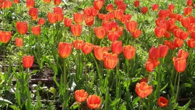 tulipa gesneriana, didier's tulip, scientific name for a tulip