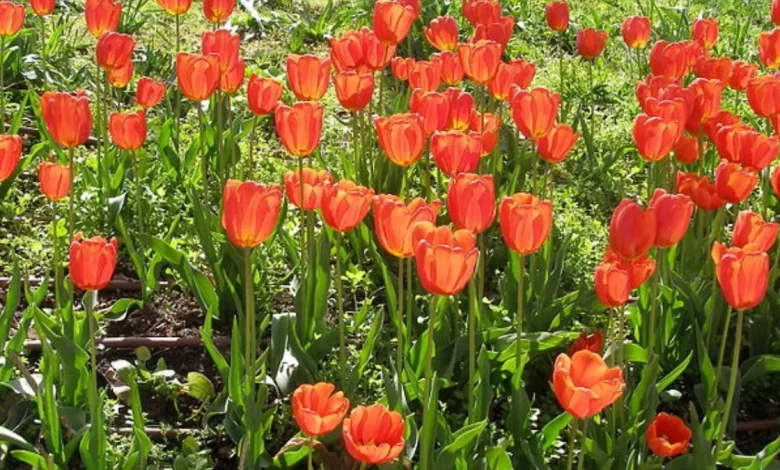 tulipa gesneriana, didier's tulip, scientific name for a tulip