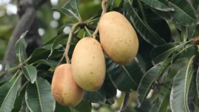 White Mango, Mangifera caesia