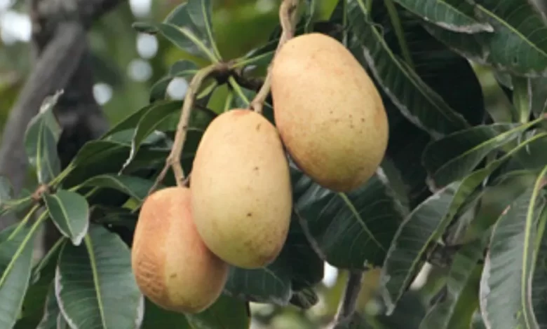 White Mango, Mangifera caesia