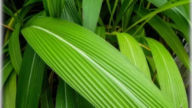 Uses of Palm Grass, Setaria palmifolia, Palm grass (Setaria palmifolia), tropical grass