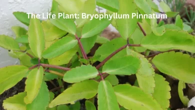 The Life Plant, Uses of Bryophyllum Pinnatum
