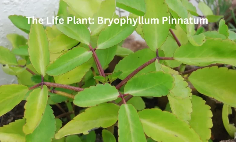 The Life Plant, Uses of Bryophyllum Pinnatum