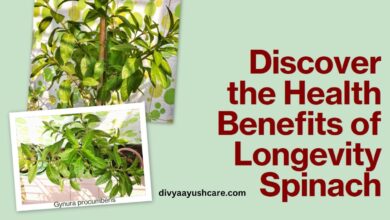 Longevity Spinach, Gynura procumbens, Medicinal Herb