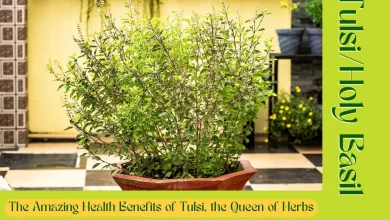 Health Benefits of Holy Basil, the Queen of Herbs, benefits of Tulsi