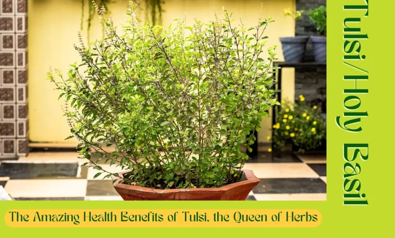 Health Benefits of Holy Basil, the Queen of Herbs, benefits of Tulsi