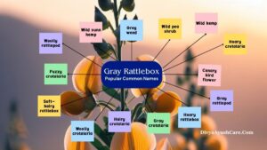 Gray Rattlebox, Crotalaria retusa