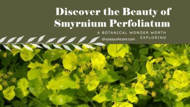 Smyrnium perfoliatum, Perfoliate Alexanders