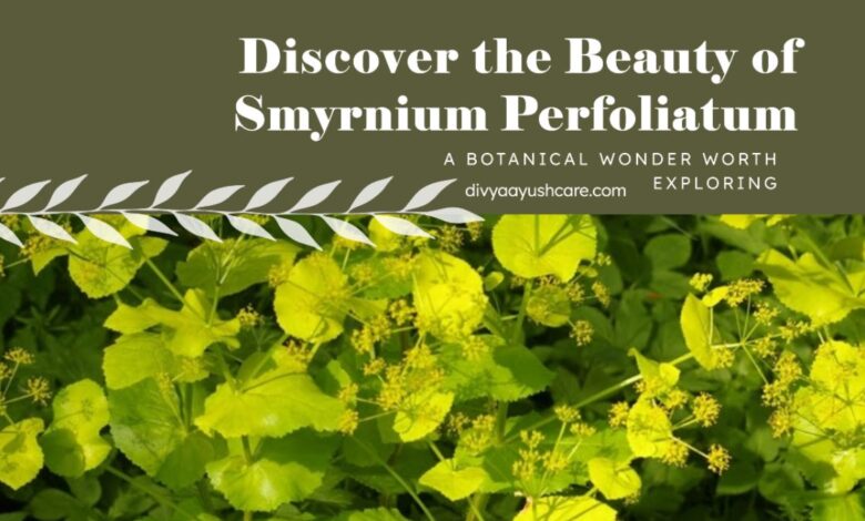 Smyrnium perfoliatum, Perfoliate Alexanders